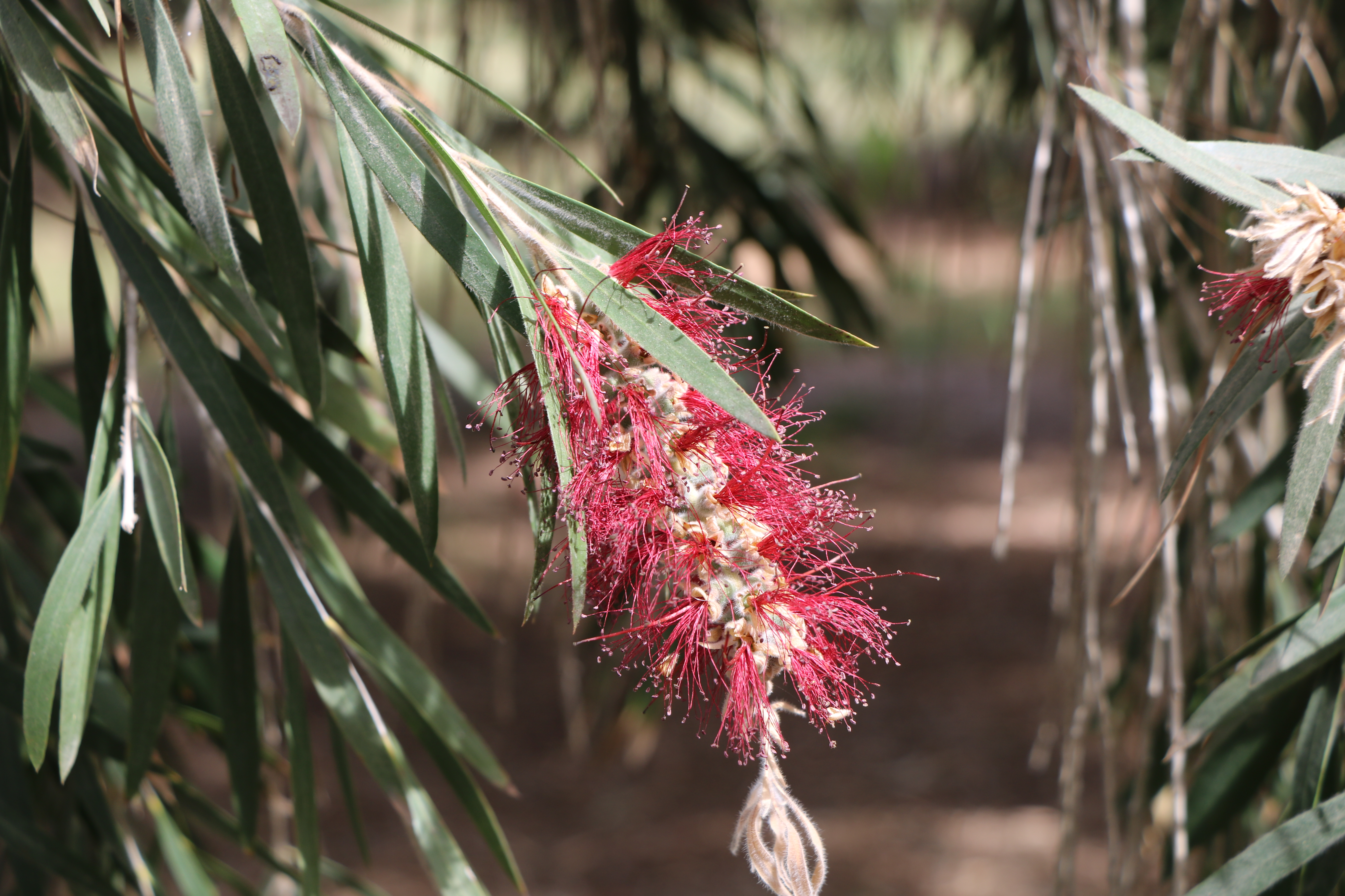 Callistemon viminalis
